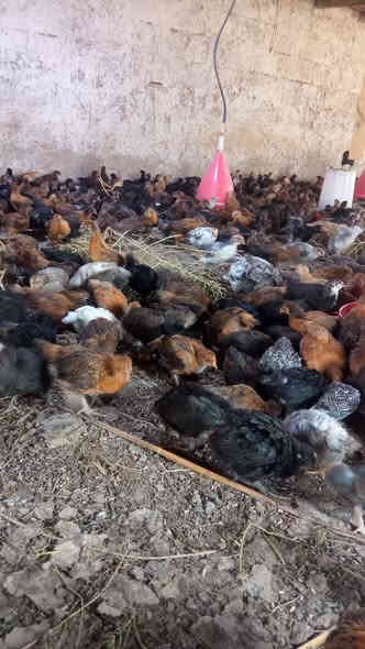 سلام عليكم دجاج عرب البيع سعر الزوج 7ونص 
***********
