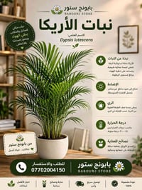 بابونج ستور • الموصل • نباتات طبيعية