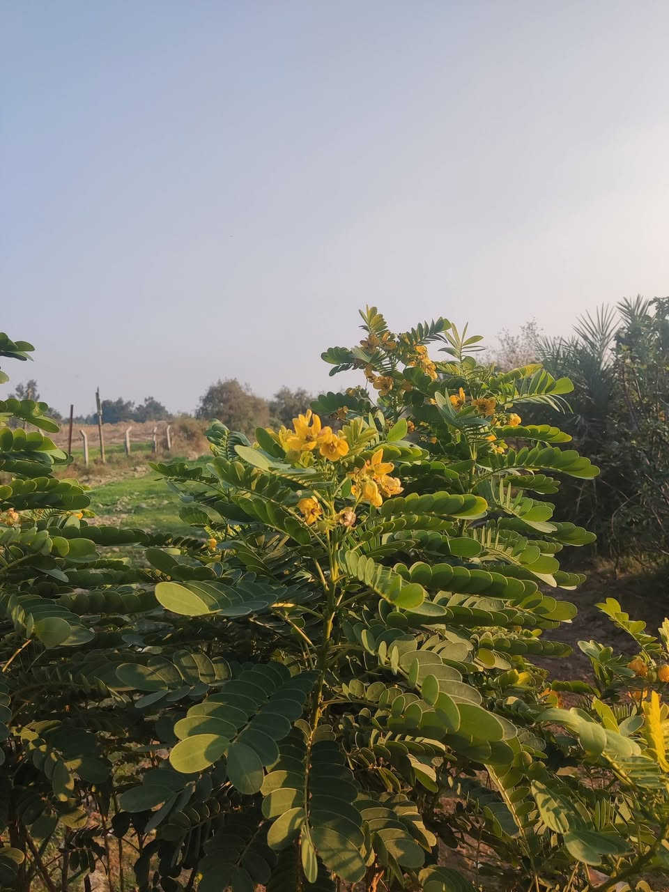 مزرعه للبيع مساحه واحد دونم
مسيجه بلكامل بي ار سي 
تحتوي على كافة الاشجار المثمرة نخل تين رمان توت 
ارض زراعيه صالحه للزراعه ماء سقي +بير ارتوازي +اسالة 
كهرباء محولتين خطين مستمرة 220 ثابته 
تحتوي المزرعه على دار سكني مساحه 150 بناء بلوك 
عنوان المزرعه طريق السنية السياحي تعبر سكه القطار بمسافة قليلة كلش مقابيل مكتب عصام الصالحي نزلة تبليط عن الشارع العام الرئيسي تقريبا كيلو تبليط لباب البيت منطقة سكنية وخدمية وتبليط للباب 
تصلح سكن او استثمار او ترفيهية سعر مناسب مع اسعار المنطقة الاستفسار اتصل بلرقم ***********
