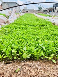 دايه فلفل بونازا واميرال وبيذنجان برشلونه طول اللوح١٥٠ والعرض ١٢٠ الثخ...