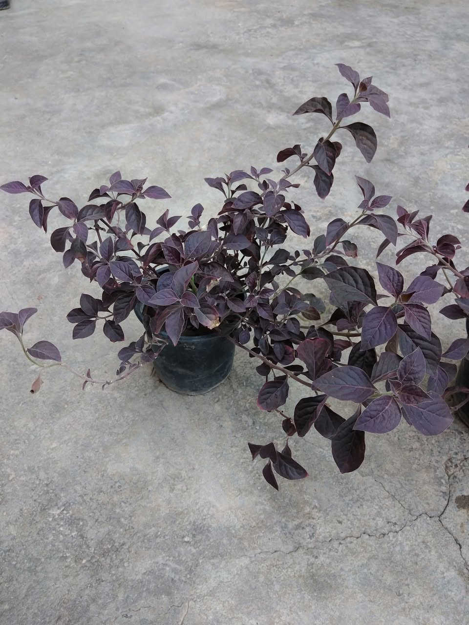 دم العاشق السعر الفين فقط 🌿
✨ ورود يومية بأجمل الألوان
🚚 توصيل مجاني داخل هبهب
📍 أقرب نقطة دالة: قرب مدخل المجمعات
📩 للطلب مراسلتنا خاص


**إذا كنت صاحب هذا الإعلان وتريد حذفه لأي سبب، رجاءا أرسل رسالة إلى الدعم الفني**