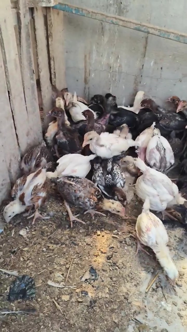 متاح  فراريج عرب  شكد ما تريد موجود سعر زوج ٦٥٠٠ وأدا كمية بيهن مجال


**إذا كنت صاحب هذا الإعلان وتريد حذفه لأي سبب، رجاءا أرسل رسالة إلى الدعم الفني**