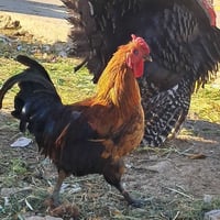 ديك للبيع ديك كوشن مجنس رقم التليفون 07507007164