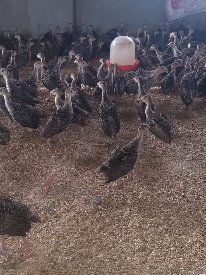 ابدأ وربي في البيت رومي تهجين نعام ورومي برونزي وبط مسكوفي 01117172369


**إذا كنت صاحب هذا الإعلان وتريد حذفه لأي سبب، رجاءا أرسل رسالة إلى الدعم الفني**