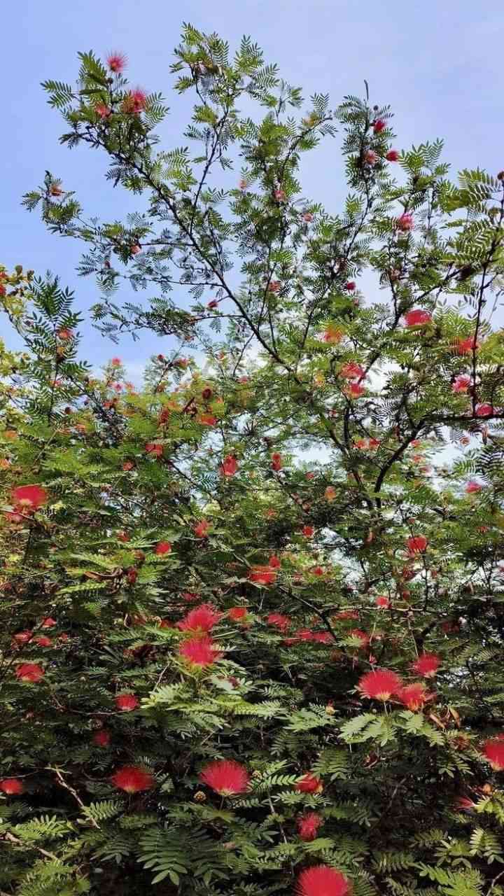 🌿 مشتل نباتات نادرة 🌿
توفرت شتلات كالندرا (Calliandra haematocephala) 🌺✨

 
📏 الارتفاع: من 70 إلى 80 سم تقريباً
💰 السعر: 10 آلاف
🚚 التوصيل: متوفر لجميع المحافظات

🌿 المواصفات:
نبات زينة جميل يتميز بأزهاره الحمراء الكروية بشكل ملفت للنظر، أوراقه
 خضراء ناعمة ويعطي منظر استوائي راقي للحديقة 🌺

🌞 التحمل:
يتحمل أجواء العراق بشكل جيد، يحب الشمس المباشرة ويعيش بنجاح مع العناية البسيطة 💪🌿

🌸 الفوائد:
يعطي شكل جمالي فخم للحدائق 🌷
سريع النمو نسبياً 🌱
مناسب للزراعة في الحدائق أو الأصص

📞 للحجز والاستفسار: ***********
🌿 سارع بالحجز الكمية محدودة 🌿
