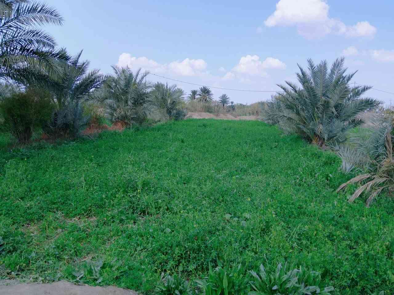 السلام عليكم ارض زراعيه للبيع خمس دوانم مع ثلاث بيوت  ارض مزروعة جت بيهه60 نخله مثمرة مع حمضيات 40 ماء متوفر قريبه للشارع قريبه منهه مدرسه مع مستوصف المكان واسط كوت بسروكيه/***********💁***********)(بسب الوعود الكاذبه إعادة )
