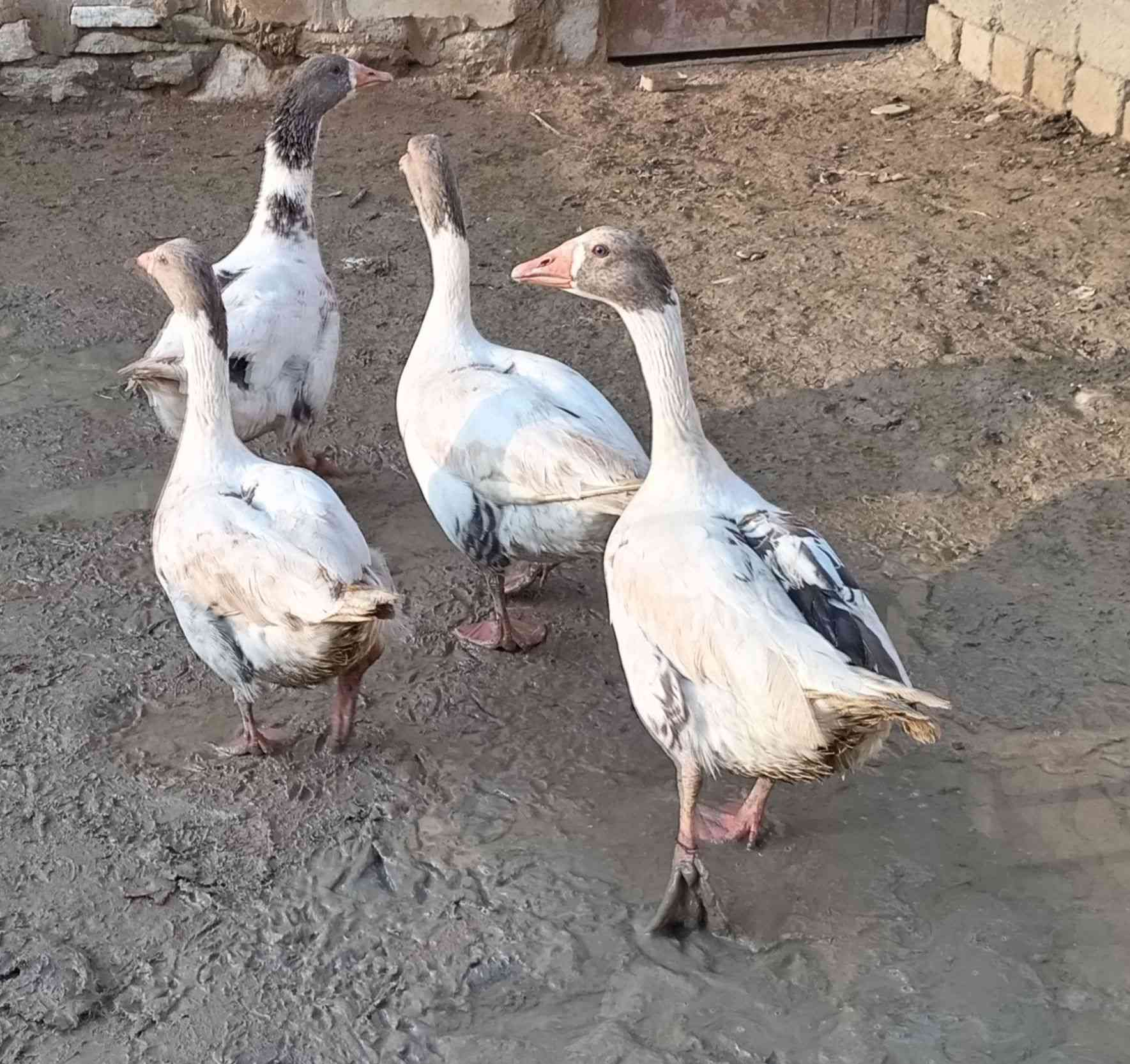 اسلام عليكم 
متاح  قازات للبيع(1 فحل) (وانتايا 3) قازات اسمان انضاف خشنات نصحات يرهم دبح وجنية بيهن فاكا 
مكاني موصل جانب الايمن   
***********
***********
