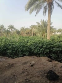 السنيه الدوانيه • اربع دوانم ونص • بيت جديد