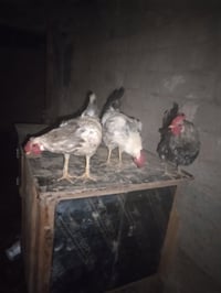 ديك اللبيع سعره خاص رقم 07512394840