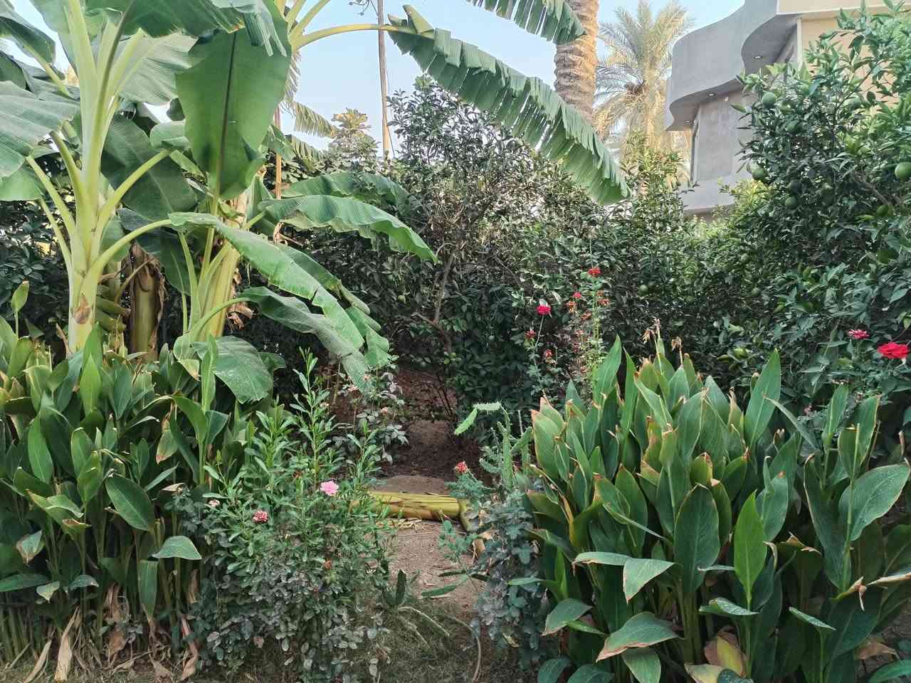 سلام عليكم عندي ربع دونم ٦٢٥ متر مربع ٢٤في٢٦ سند ٢٥ طابو صرف زراعي بي بيت جديد نقصه كاشي في الراشديه ساده البحيات مزروعه حمضيان اوبرتقال السعر ١٥٥ مليون للستفسار اكثر اتصل *********** بي وتساب
