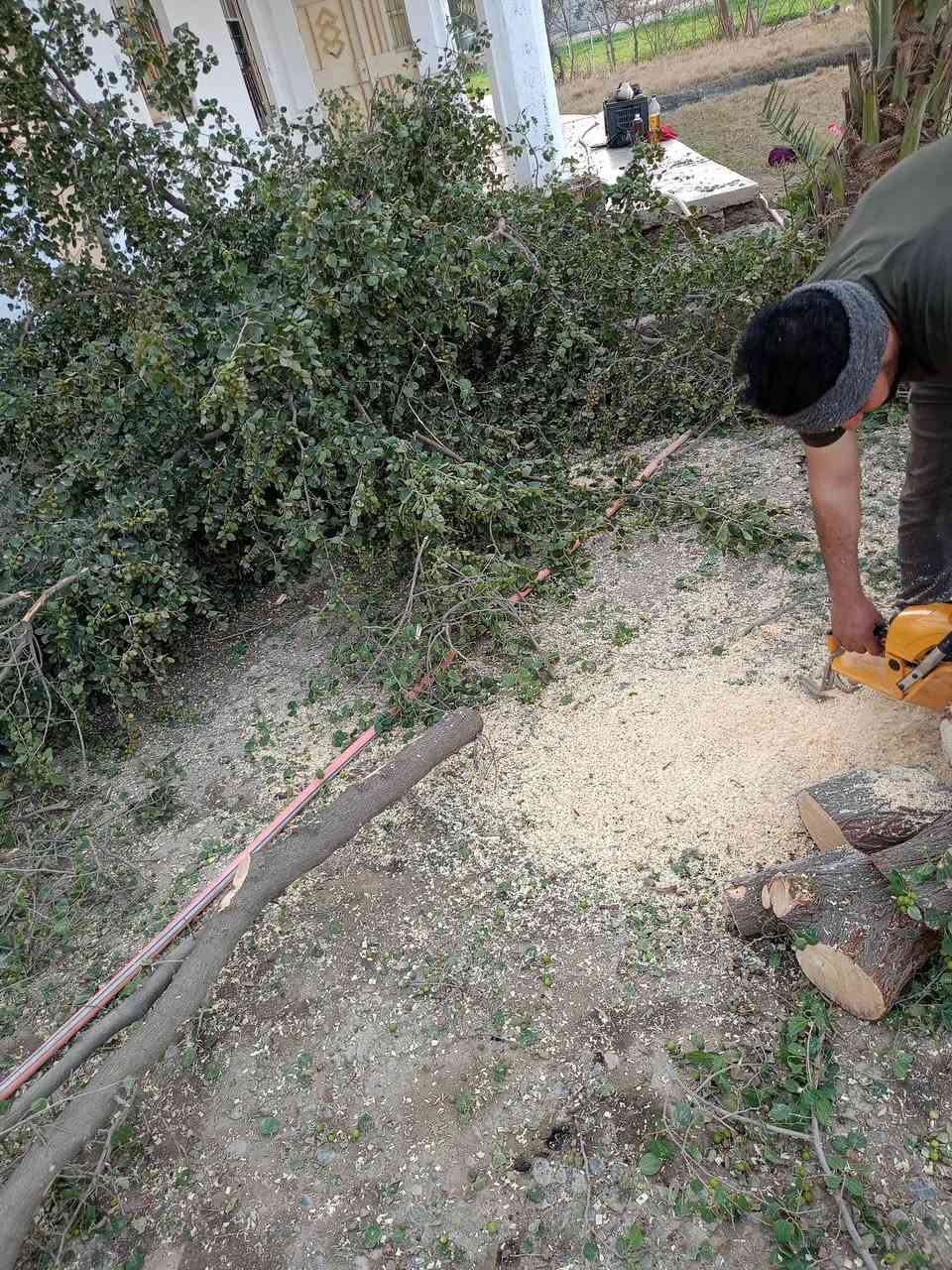 السلام عليكم
يوجد موطور حطب لكص الشجر متفرغ موجود باي وقت بس خابرني الاتصال***********
والله حي الجميع
