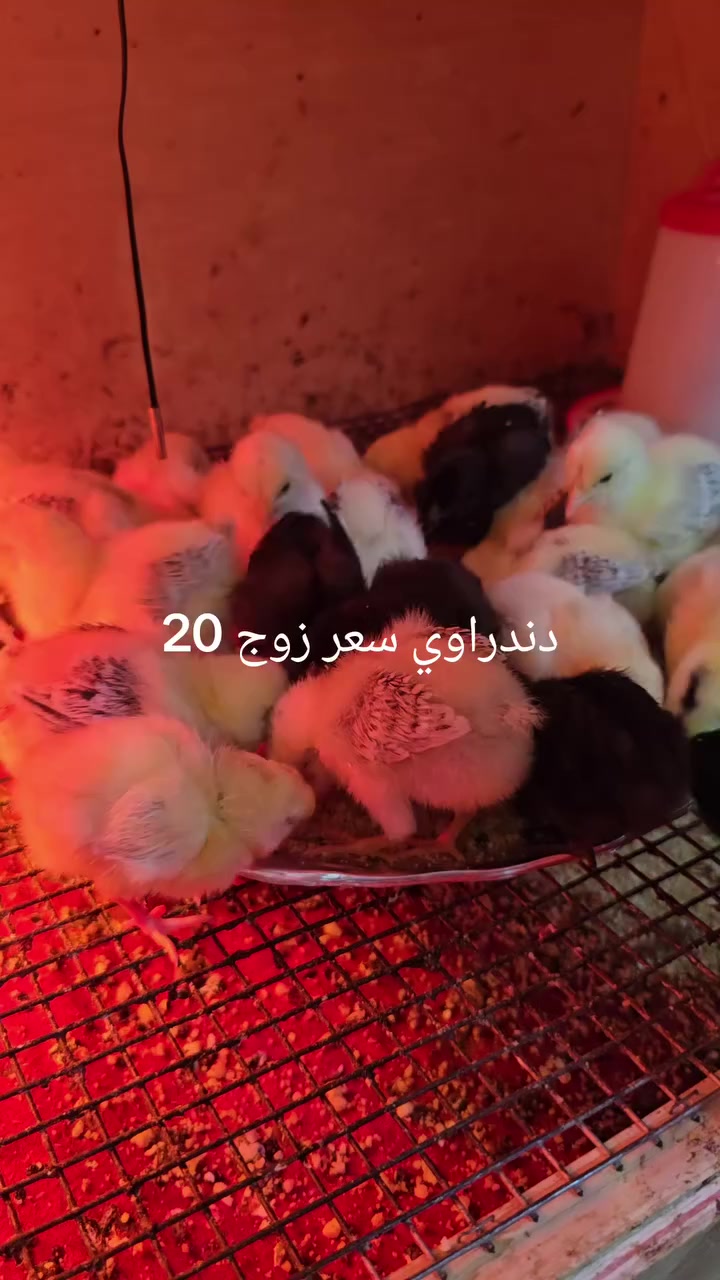 ياالله اللهم صل على محمد وال محمد
متاح 
دندراوي  عمر 10 تيام  س ع ر.  زوج  20 
ناصريه مركز *********** رقمي
