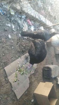 ديج بصرة وبصراويه غرابيات للبيع 75  07734160169