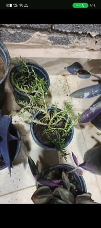 نباتات خارجية • قطع