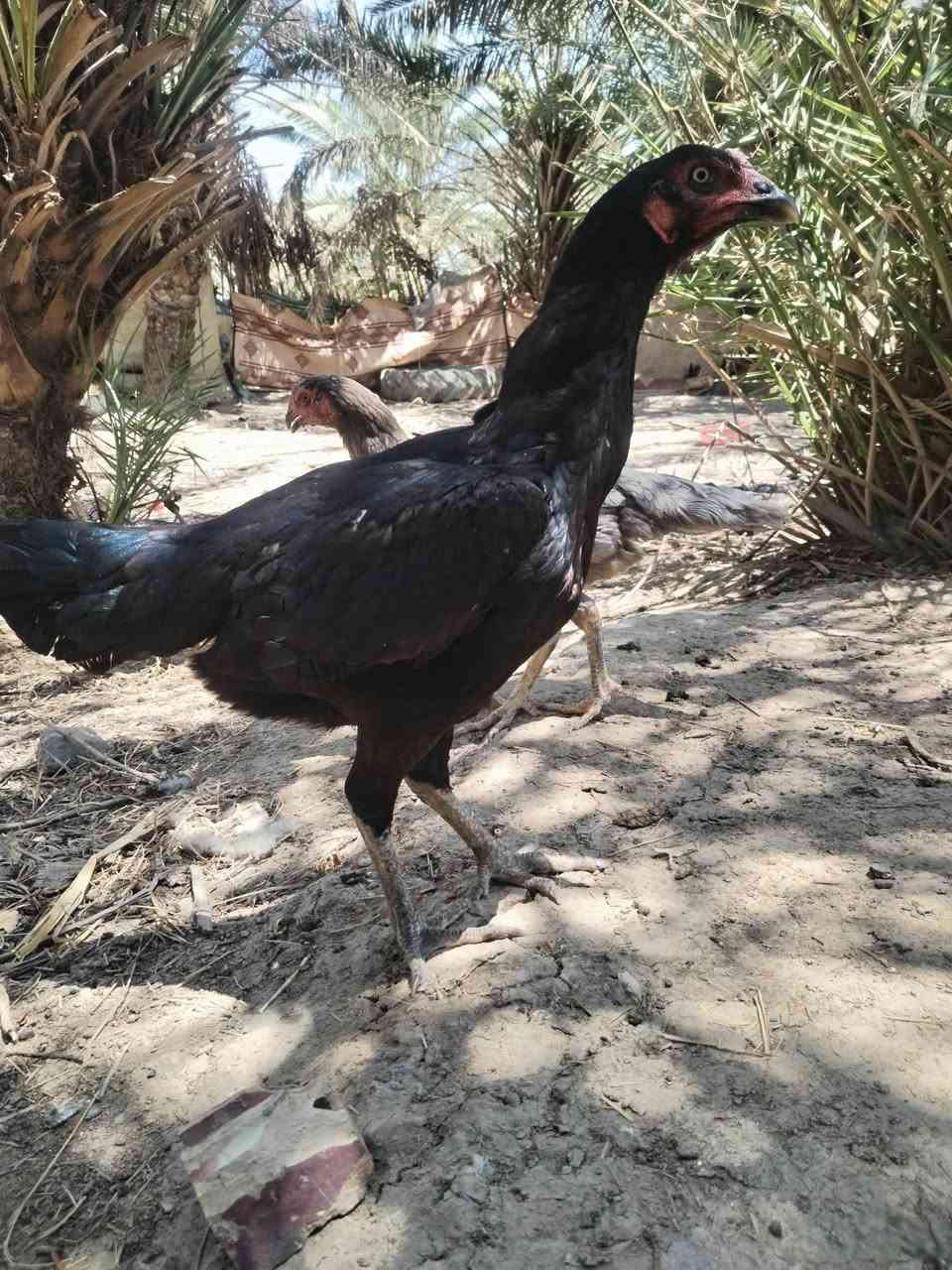 موجود دجاج للبيع هندي وكويتي
***********
