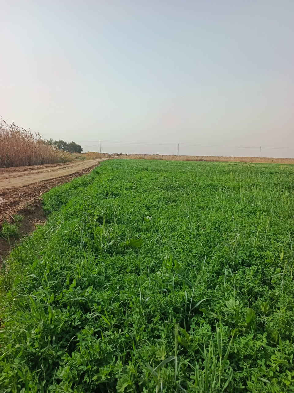 يوجد برسيم المساحة 28دونم العنوان واسط الحرار شاخت المحطه الأتصال على الرقام التاليه ***********
‏‪***********‬‏
