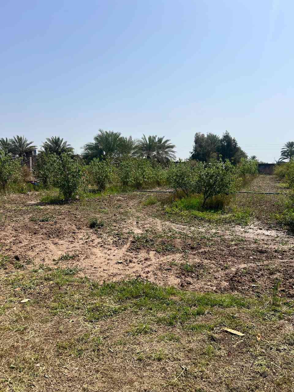 مزرعه في ابوذهب قريبه عن الشارع الوسط بيت صغير مع حديقه مزروعه فواكه منتجه تفاح عرموط نخل رمان سفرجل وحمضيات مساحه دونم ونصف مسيجه كهرباء واصل للمزرعه اعمدة كهربا ء.***********
