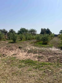 ابوذهب • دونم ونص • مزرعة