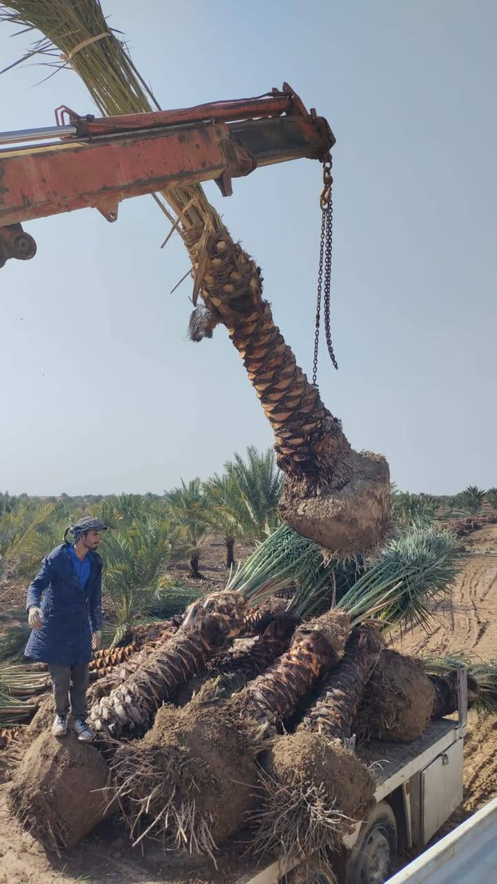 نخيل للبيع في جميع أنحاء العراق العظيم.

هاتف.
***********
***********
