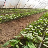 بيوت عراقية • حديد 2 ملم • ديوانيه