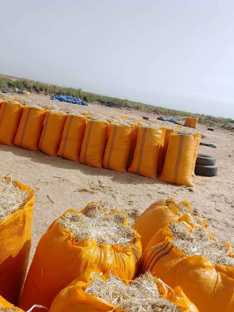 تبن جديدمال سنه بنسب لسعار على هاذ الرقم ***********
