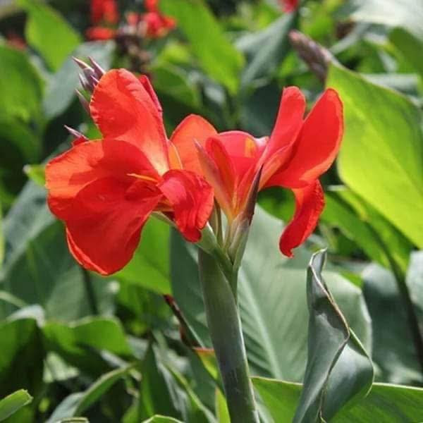 🌺 نبات #الكانا بالعامية (ورد الموز الكاذب )

الكانا نبات زينة استوائي مشهور بأوراقه العريضة وأزهاره الملونة الجميلة، ويتميز بسرعة نموه وتحمله لحرارة الصيف لذلك ينجح جدًا بجميع الحدائق بالعراق ✨

☀️ #الظروف_المناسبة• محب للشمس المباشرة 5–6 ساعات يوميًا• يتحمل حرارة الصيف بشكل ممتاز• يحتاج ري منتظم مع تجنب التغريق• يفضل تربة خفيفةك جيدة التصريف وغنية بالمواد العضوية

🌸 #العناية_به• إزالة الأزهار الذابلة تشجع التزهير المستمر• تسميد NPK أو سماد عضوي كل 20 يوم• تنظيف الأوراق الصفراء أو المحروقة باستمرار

🌱 #تكاثرهأفضل طريقة هي تقسيم الريزومات (الجذور الأرضية) من بداية الربيع حتى بداية الصيف، ويمكن أيضًا إكثاره بالبذور لكن بطئ النمو جداً .

🌿 #مشاكل_شائعة

• اصفرار الأوراق: بسبب العطش أو نقص التسميد • 

• بس احتراق الأطراف: حرارة قوية جدًا مع قلة الري• 

‏•قلة التزهير: بسبب قلة الشمس أو زيادة السماد النيتروجيني •

🌺 #مميزاته•
•سريع النمو
• أزهاره ملفتة وجميلة
• يعطي منظر استوائي فاخر
• مناسب للحدائق والسنادين الكبيرة
• يتحمل أجواء الصيف بشكل ممتاز

#أزهار_ونباتات_أربيل 
#معنا_تعلم_الزراعة_من_الصفر 
#الكانا


**إذا كنت صاحب هذا الإعلان وتريد حذفه لأي سبب، رجاءا أرسل رسالة إلى الدعم الفني**
