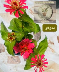 نباتات • أسعار مناسبة