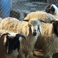 طليان عراقية • فحلة سمان • خرفان عقيقة • بيع طليان • طليان طارمية • مو...