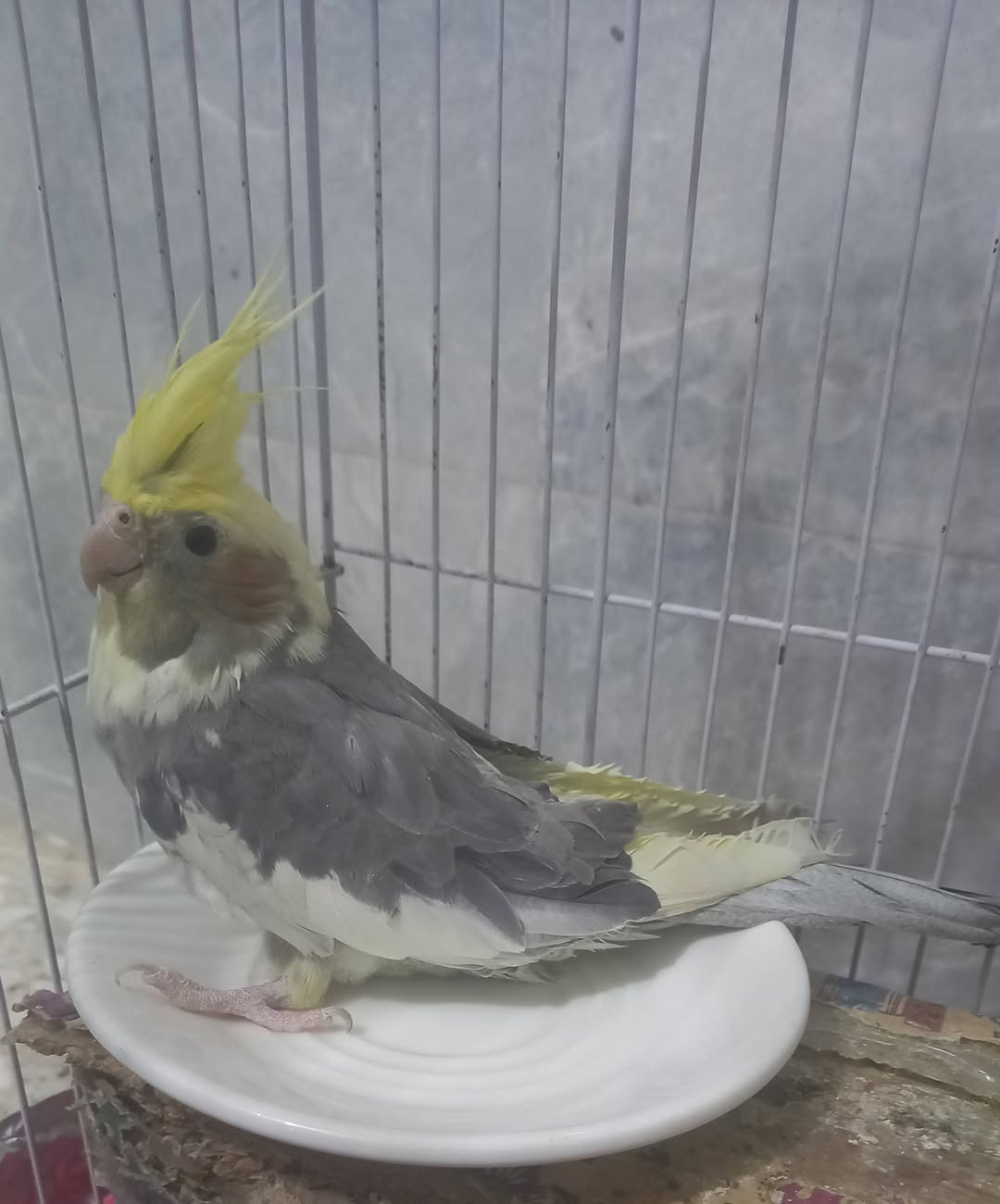 كوكتيل سعره ٣٠ وبي مجال


**إذا كنت صاحب هذا الإعلان وتريد حذفه لأي سبب، رجاءا أرسل رسالة إلى الدعم الفني**