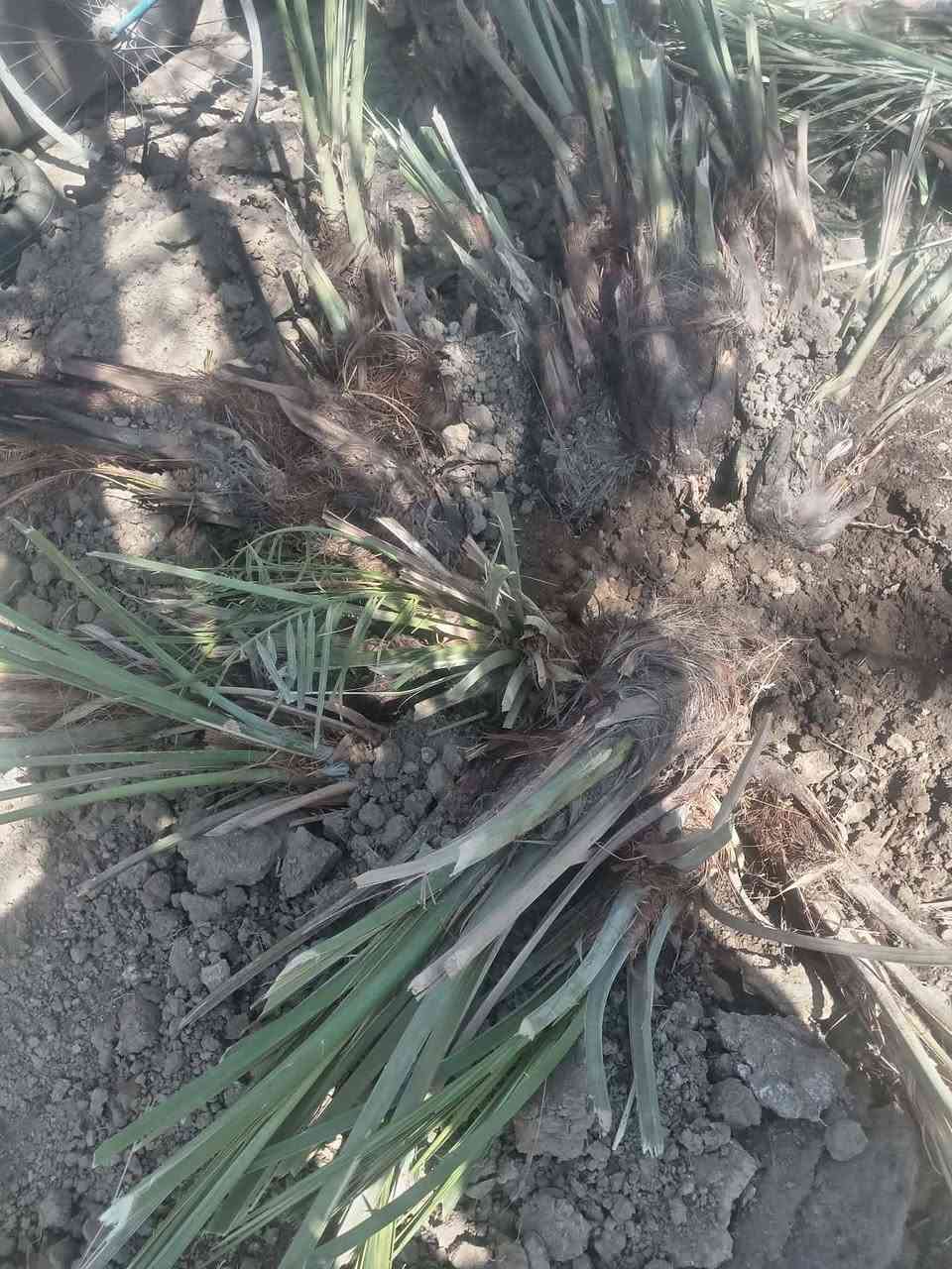 السلام عليكم يوجد فسلان ملون بربن حر
مكتومَ، شويثي، جبجاب، سلطاني، طبرزل. حمراوي،، زهدي اتصل ودلل يوجد توصيل ***********
