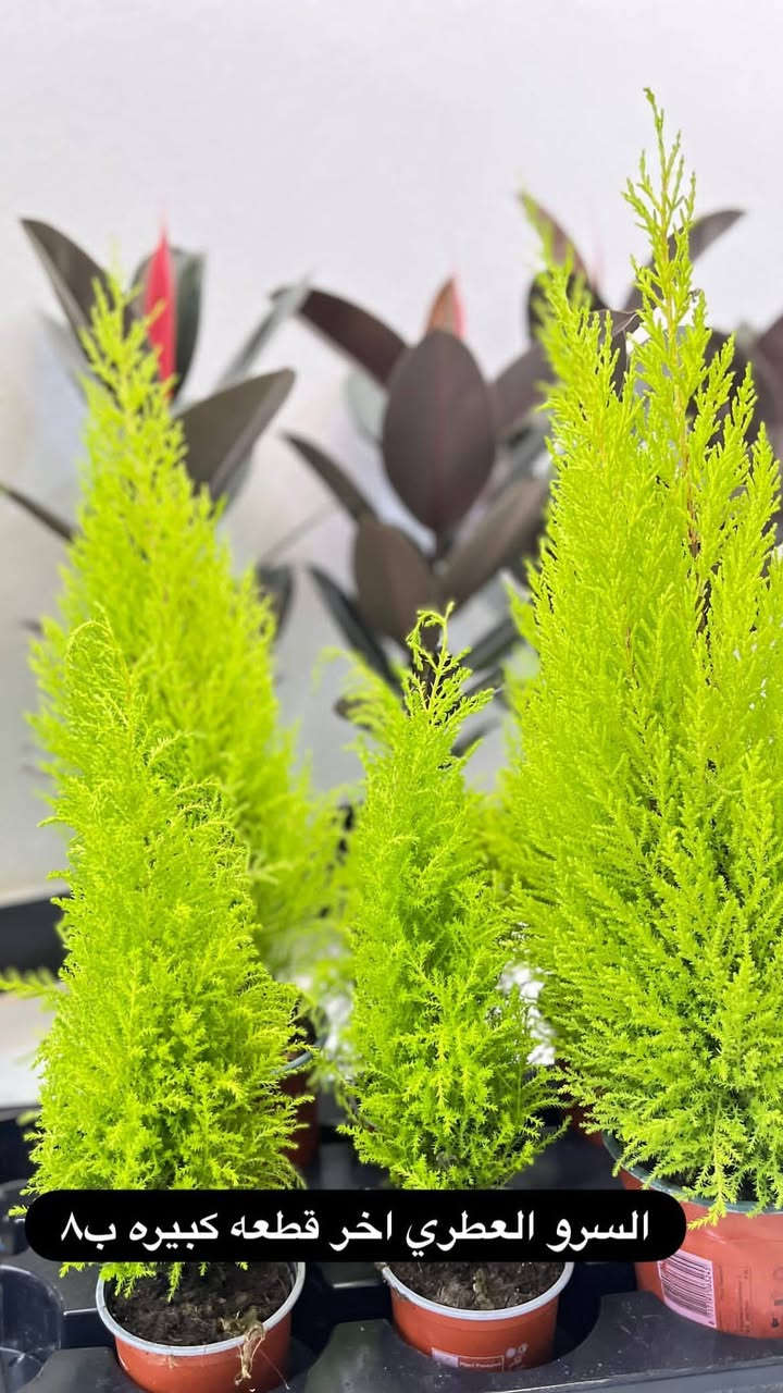 قطع اخيره والاسعار داخل الصور
التوصيل مجاني داخل عنه


**إذا كنت صاحب هذا الإعلان وتريد حذفه لأي سبب، رجاءا أرسل رسالة إلى الدعم الفني**