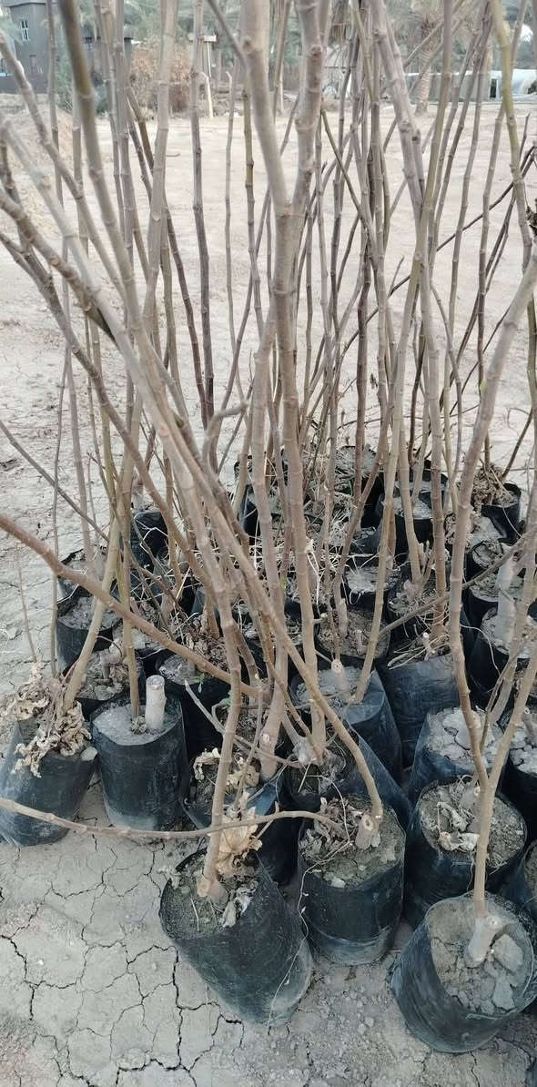 *********** تين تركي سعر ١٥٠٠
