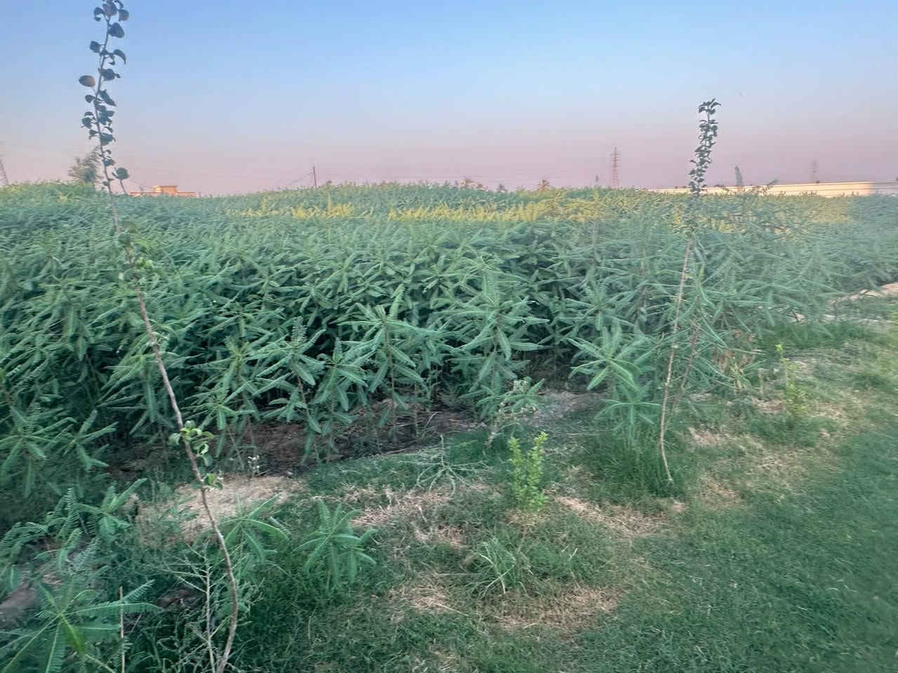 دونم مع منزل وكافة الخدمات سند ٢٥باسمي تحويل طابو المحمودية كهرباء ماء اساله ماء بير 
دونم مع منزل وكافة الخدمات سند ٢٥باسمي تحويل طابو المحمودية كهرباء ماء اساله ماء بير ماء سقي نت اليوسفية قصر اوسط حركاوي ***********

