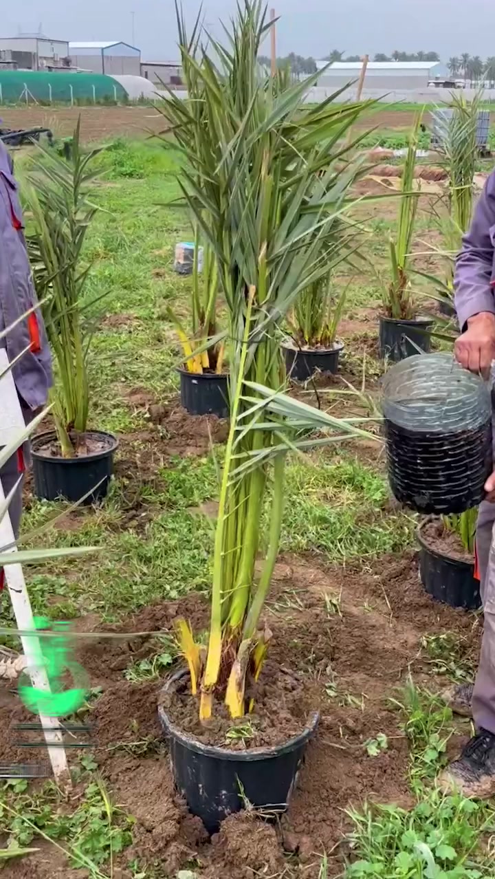 فسائل نخيل **البرحي** متوفرة الآن في المركز العلمي 🌴
فسائل قوية ومختارة بعناية، مناسبة للزراعة المنزلية والمشاريع الزراعية، وإنتاج تمر البرحي المعروف بطعمه المميز وجودته العالية.

#فسائل_البرحي
#نخيل_البرحي
#فسائل_نخيل
#نخيل
#التمر
#الزراعة
#الزراعة_في_العراق
#مشاتل
#استثمار_زراعي
#المركز_العلمي


**إذا كنت صاحب هذا الإعلان وتريد حذفه لأي سبب، رجاءا أرسل رسالة إلى الدعم الفني**