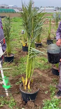 فسائل البرحي • نخيل • مشاتل