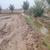 طريق حله كفل • ٤ دونم • نخيل