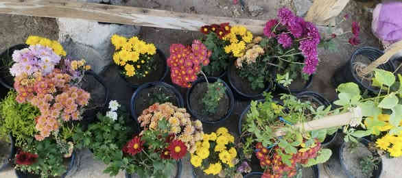 بيع كانت أنواع الورود و الشجار و المتسلقات الاتصال على الرقم ***********
