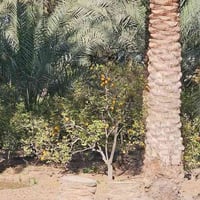 كربلاء شارع رابط • ٥ دونم • واجهة ٢٠٠م