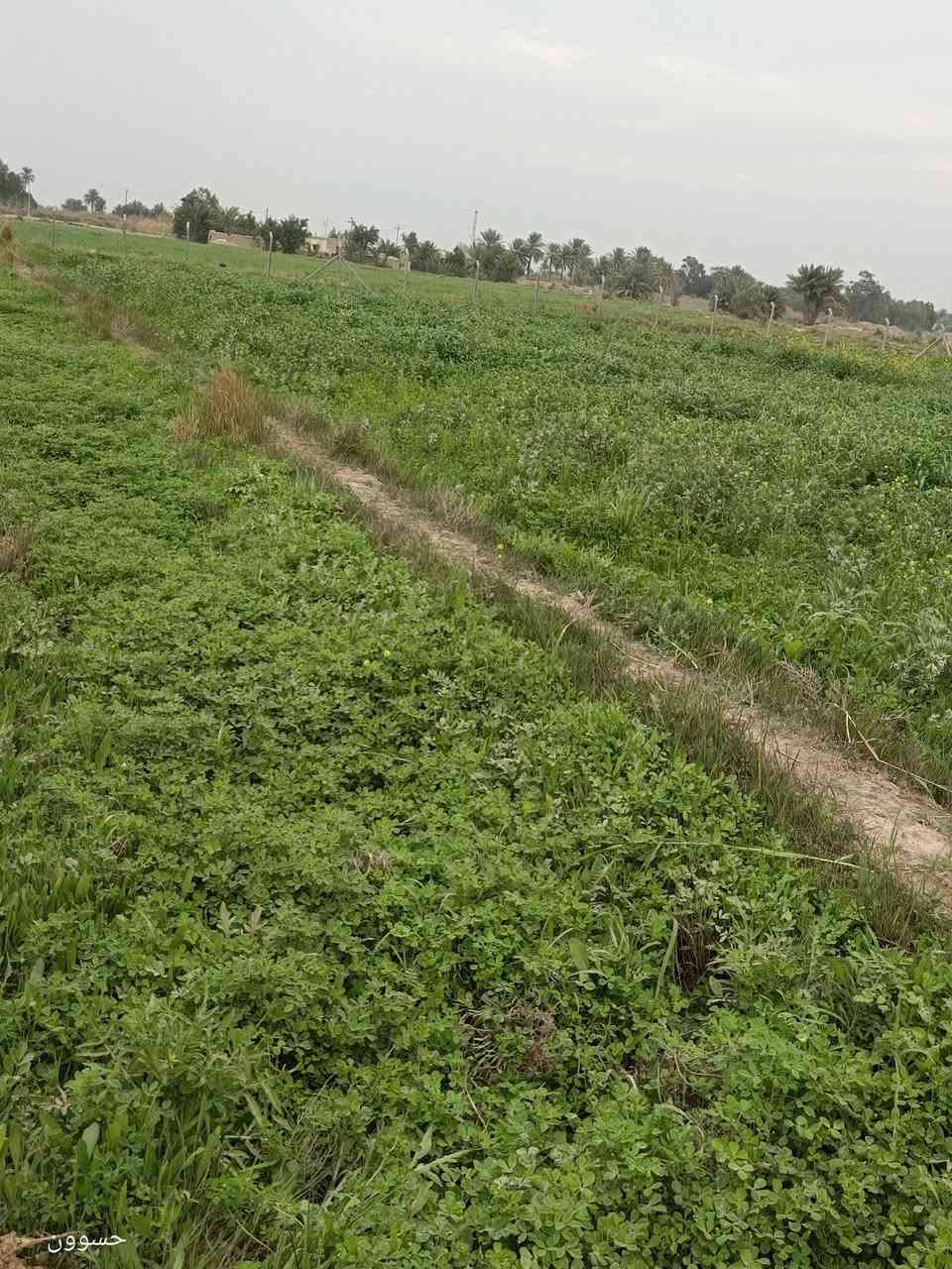 ثلاث دوانم للبيع 
🔹ثلاث دوانم للبيع أرض زراعية واسط الكوت حي الحكيم الثانيه مجاور مرمرة للسيراميك متوفر ماء للسقي + كهرباء تبعد عن الشارع العام (كوت -ميسان) 250 م
🔹 جنس الارض عقد 117  

🔹للاستفسار ***********
🔹متوفر واتساب
