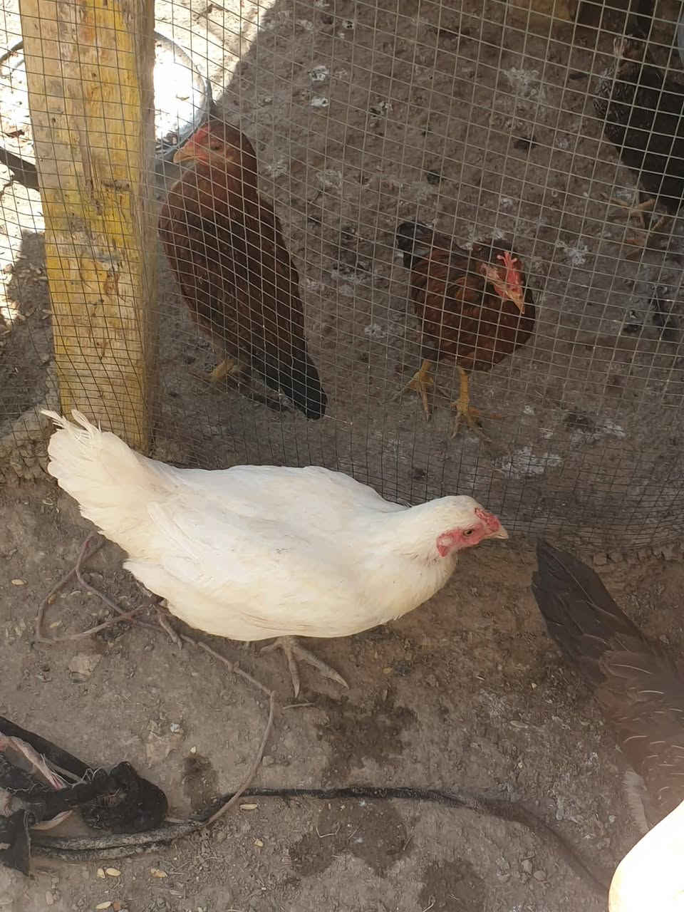 سلام عليكم دجاجة وبيضاتهة وفراري للبيع ليرديهن يراسني بسعر مناسب جدأ


**إذا كنت صاحب هذا الإعلان وتريد حذفه لأي سبب، رجاءا أرسل رسالة إلى الدعم الفني**