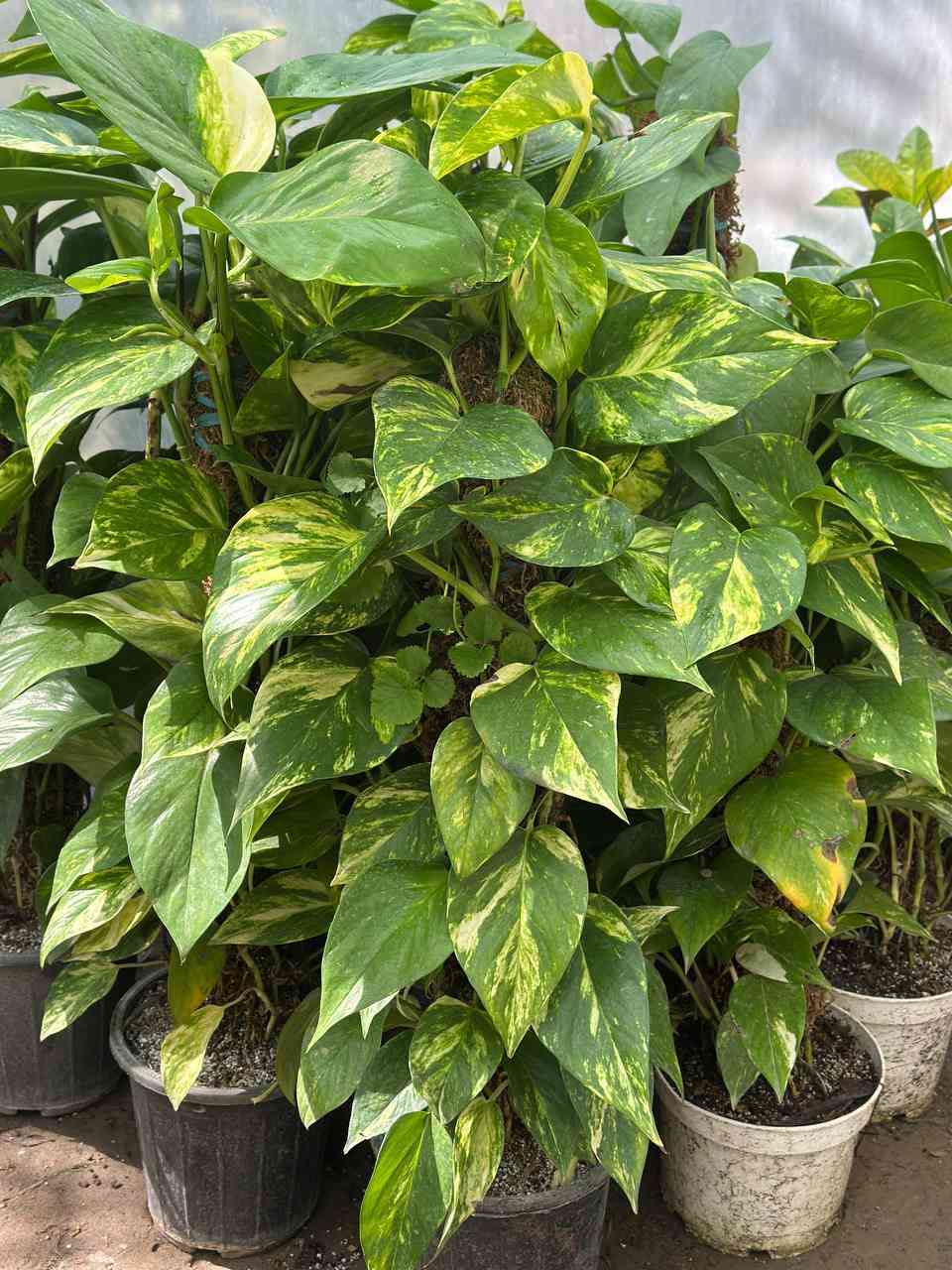 اسعد الله اوقاتكم بكل خير احلى متابعين🌹🌹

مثل ما عودناكم بنشر كل ما هو جديد🌲🌲
نعلن عن وصول وجبه جديده من النباتات الضليه 🌳🌳 والزهور🌹🌹  واشجار الفواكة والسنادين 
🌿🍀🌴💐🪴🍂
يوجد توصيل داخل  قضاء الصويره فقط 
للإستفسار الاتصال على الرقم ***********
🌴💐
العنوان,: #شارع_الغطاس_خلف_المجمع_السوري 
🪴
إدارة المشتل
***********
***********
