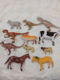 حيوانات ربل • مختومه اصليه • حجم كبير