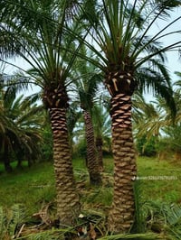 نخلات • تكريب مرتب