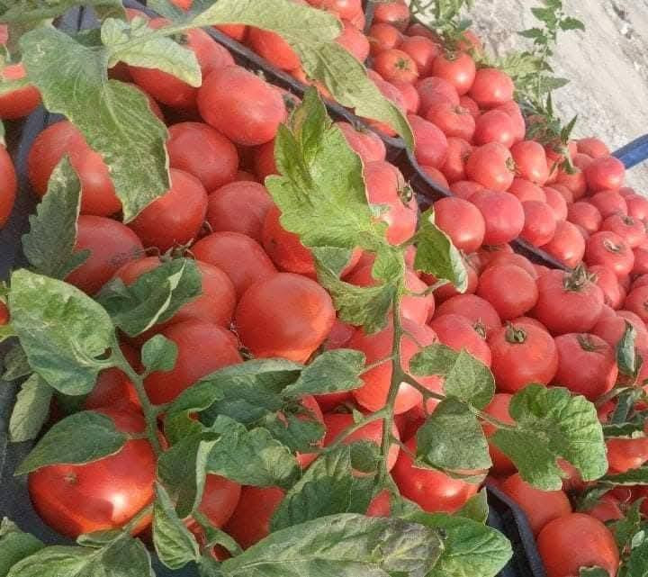 ع بركه الله تم وصول  طماطه الياقوت مقاوم ومبكر يمتاز بالخشونه 
والتبكير   المغلف يحتوي ٢٥٠٠ بذره    

متوفر في مكتبنا مكتب حيدر الصالحي للتجهيزات الزراعيه
العنوان النجف الاشرف الحيدريه شارع العلوه قرب معمل أكرم للصناديق ***********
