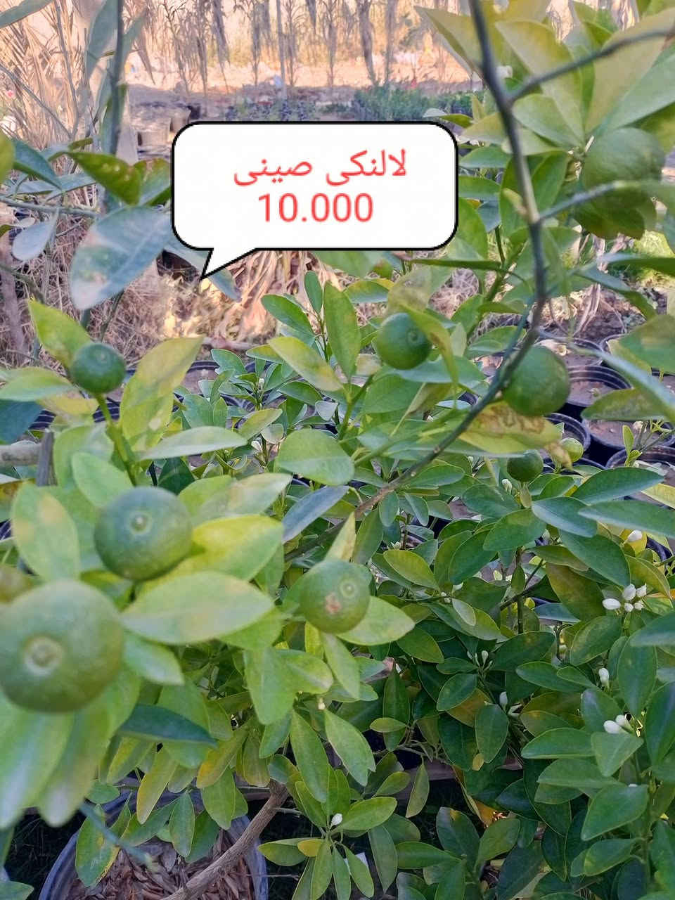 اللهم صلى على محمد وال محمد 
مشتل الجمعيه 💯 
مجموعه جديده من النباتات النفضيه والحمضيات 
الدجيل الجمعيه خلف الدفاع المدني 💯 
للاستفسار والحجز مازنجر واتساب ***********
تين اسود 2000،💯
كوجه كربلائيه 3000💯
مشمش احمدي 3000💯
تفاح ابراهيمي 2000💯
 تفاح كاغدي 2000💯
 تفاح كوفي 2000💯
تكي كندي 3000💯
رمان سليمي 1500💯
برتقال سندان خشن 7000💯
برتقال كيس خشن 4000💯
برتقال كيس 3000💯
رارنج خشن ارتفاع 2متر 4000💯
كميات مفتوحه لسنا الوحيدون 💯
 لكننا الافضل 💯💯💯💯💯
