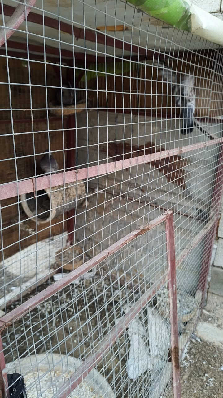 السلام عليكم قفص طيور للبيع العرض متر ونص الطول مترين الارتفاع 170 زائدا قفص بلابل خشب المكان العلم قرب سيطره 14 ) ***********
