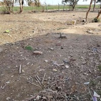 كاع بلحميديه • ٥٠٠م • واجهة ٢٥م