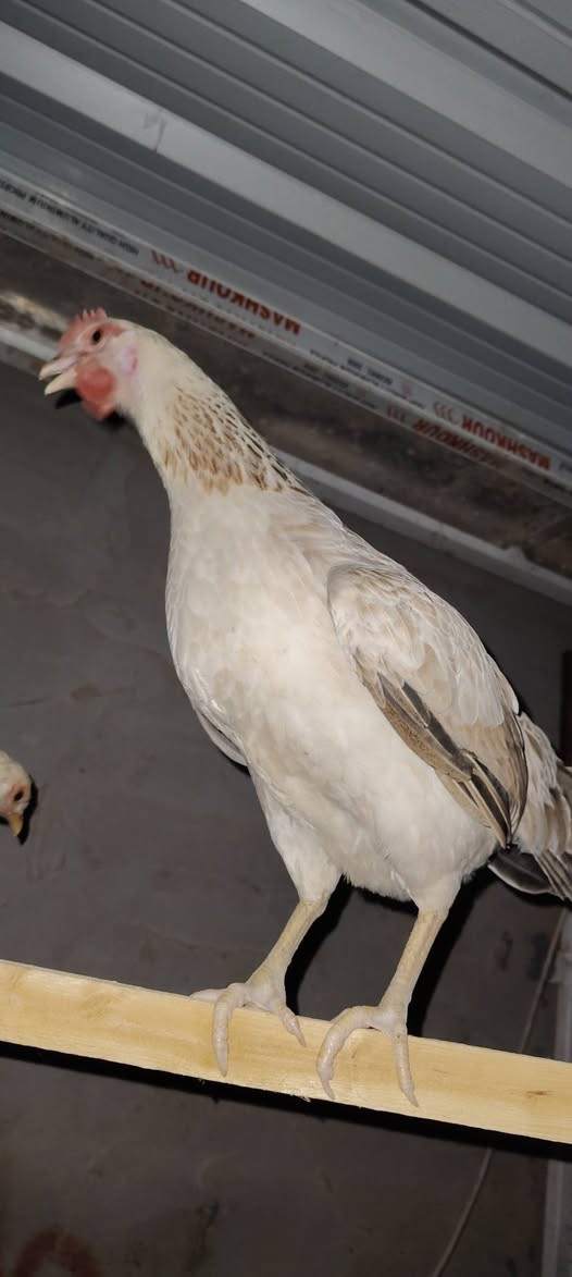 9دجاجات و3 ديوجه 
الي يدور شي مرتب ويسترزق منه 
حلال حيدر الامير 
معروفات من الشكل هذه تصوير باليل على فلاش التلفون 
حلال يخبل العدد 12 تك 9+3
سعر التك 65 وبي مجال بسيط 
ينباعن شلع ماكو هيج سعر 
اني ماخذ التك على 110 قبل 20 يوم بس حاليا كلش محتاج فلوس الله شاهد
جيب كراتين وتدخل بيدك تشيلهن 
***********
بيهن بياض وبيهن بعدله شويه 
عندي وياهم بيض هم الك 
بغداد 
قرب جزيرة بغداد السياحية
