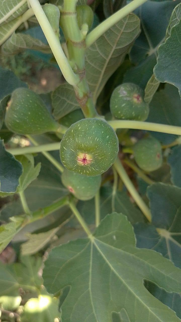 🌿🍈 تين براون التركي – إنتاج وفير وطعم لا يُقاوَم 🍈🌿

إذا كنت تبحث عن صنف تين قوي، ثابت الإنتاج، ومجرب في أجواء بغداد 🌞
نقدم لكم 🌳 تين براون التركي

🔸 ثمار متوسطة إلى كبيرة الحجم
🔸 لون بني نحاسي جذاب
🔸 لب أحمر عسلي بطعم سكري مميز
🔸 يتحمل حرارة الصيف
🔸 إنتاج غزير ومبكر
🔸 مناسب للزراعة المنزلية والبساتين التجارية

هذا الصنف معروف بنجاحه في مناطق الوسط، ويعطي حمل ممتاز مع العناية والتسميد المنتظم 🌱

✂️ تقليم شتوي خفيف = زيادة بالإثمار
💧 ري منتظم بدون إغراق
🌿 دعم بسماد عضوي أو مركب متوازن لنتائج أفضل

━━━━━━━━━━━━━━━

📍 متوفر الآن في مشتل الشاهين الزراعي – فرعين لخدمتكم:

🔹 الفرع الأول:
بغداد – الدورة
الشارع المقابل لعلوة الرشيد
قرب شركة دجلة للمشروبات الغازية
خلف منطقة أبو دشير
📞 ***********

🔹 الفرع الثاني:
بغداد – أبو غريب
خلف بانزين خانه جوهرة العدنان
📞 ***********

━━━━━━━━━━━━━━━

🚚 يتوفر بيع مفرد وجملة
🎯 خصومات خاصة للكميات وأصحاب المشاتل

🌳 ازرع الآن واستمتع بثمار وفيرة لسنوات طويلة
🌿 تين براون التركي… اختيار ناجح ومضمون بإذن الله

#تين
#تين_براون_التركي
#مشتل_الشاهين_الزراعي
#بغداد
#زراعة
