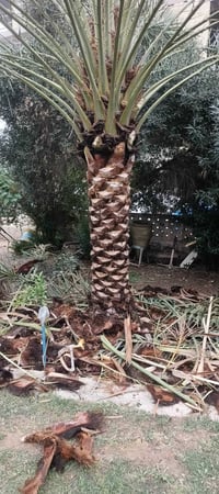 تكريب النخيل🌴 اتصل وتدلل انواع العمل تطعيم تكريب تنضيف تقليم حش كص الن...